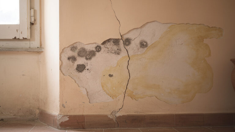 Se vedi questo sulle tue pareti devi chiamare subito un esperto